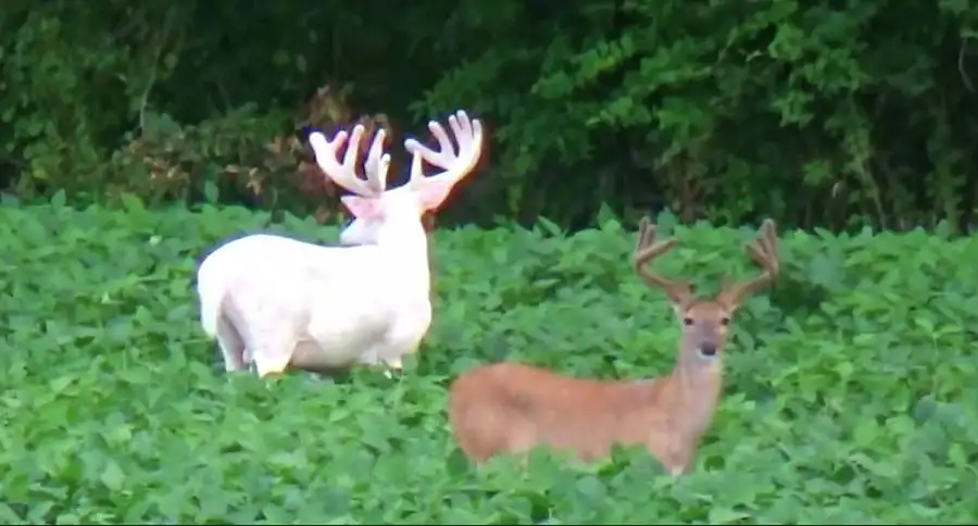 Albino Buck