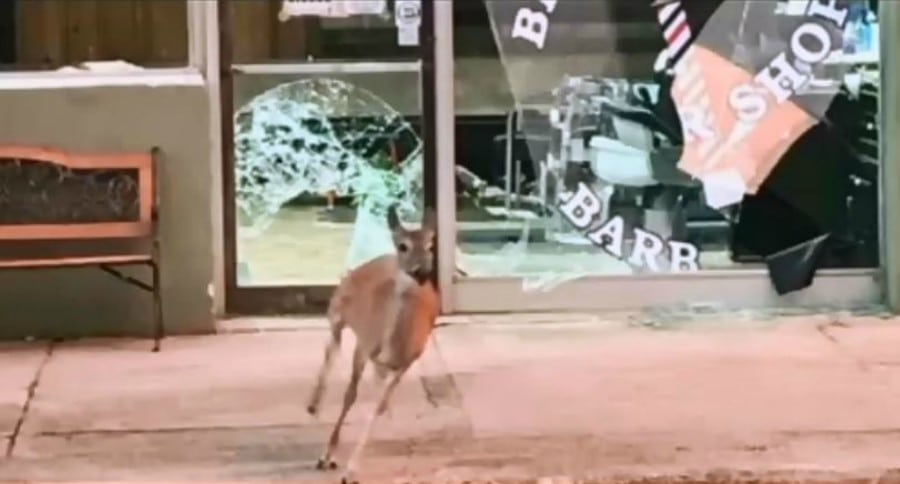 Deer Crash through window at barber shop