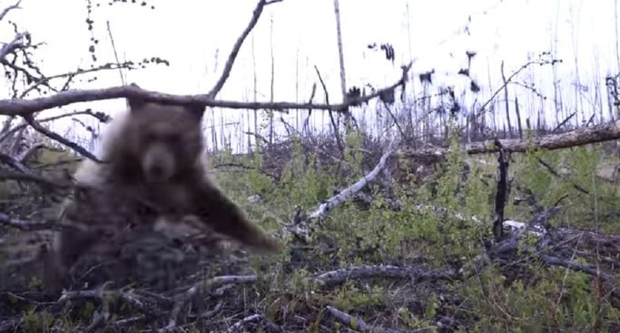 Bear Attack