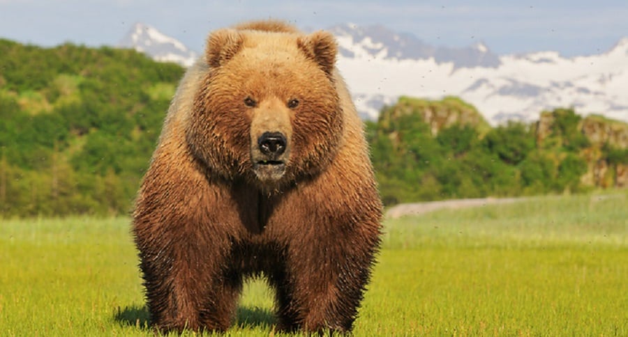 animals we wish we could chase