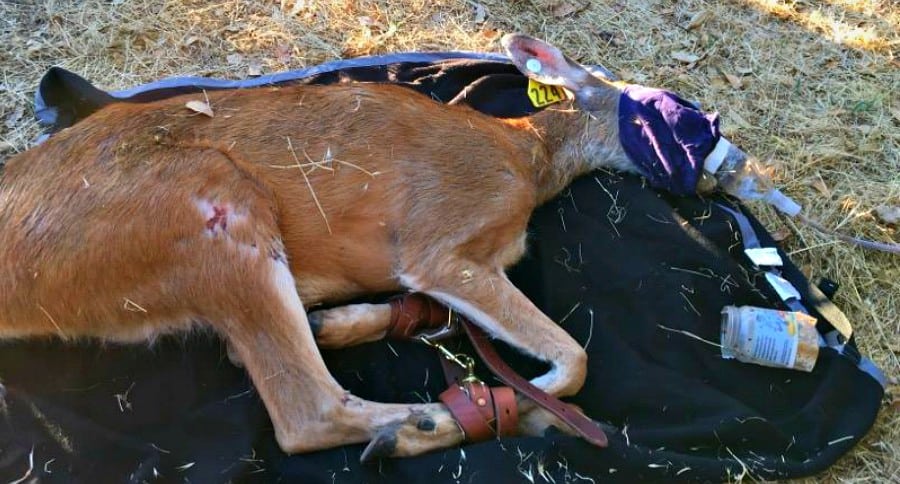 Fish & Wildlife Deer animals natural resources habitat hunt hunting law enforcement