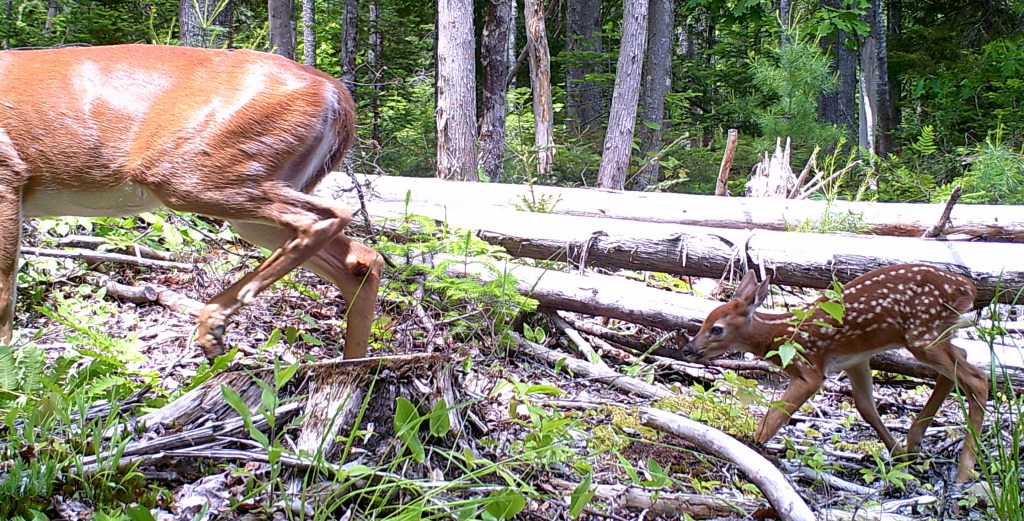 Trail Cam Tuesday