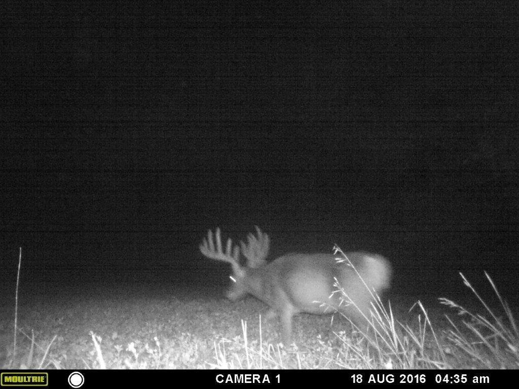 Trail Cam Tuesday