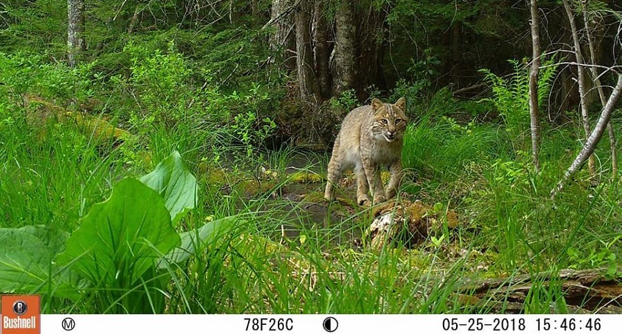 Trail Cam Tuesday