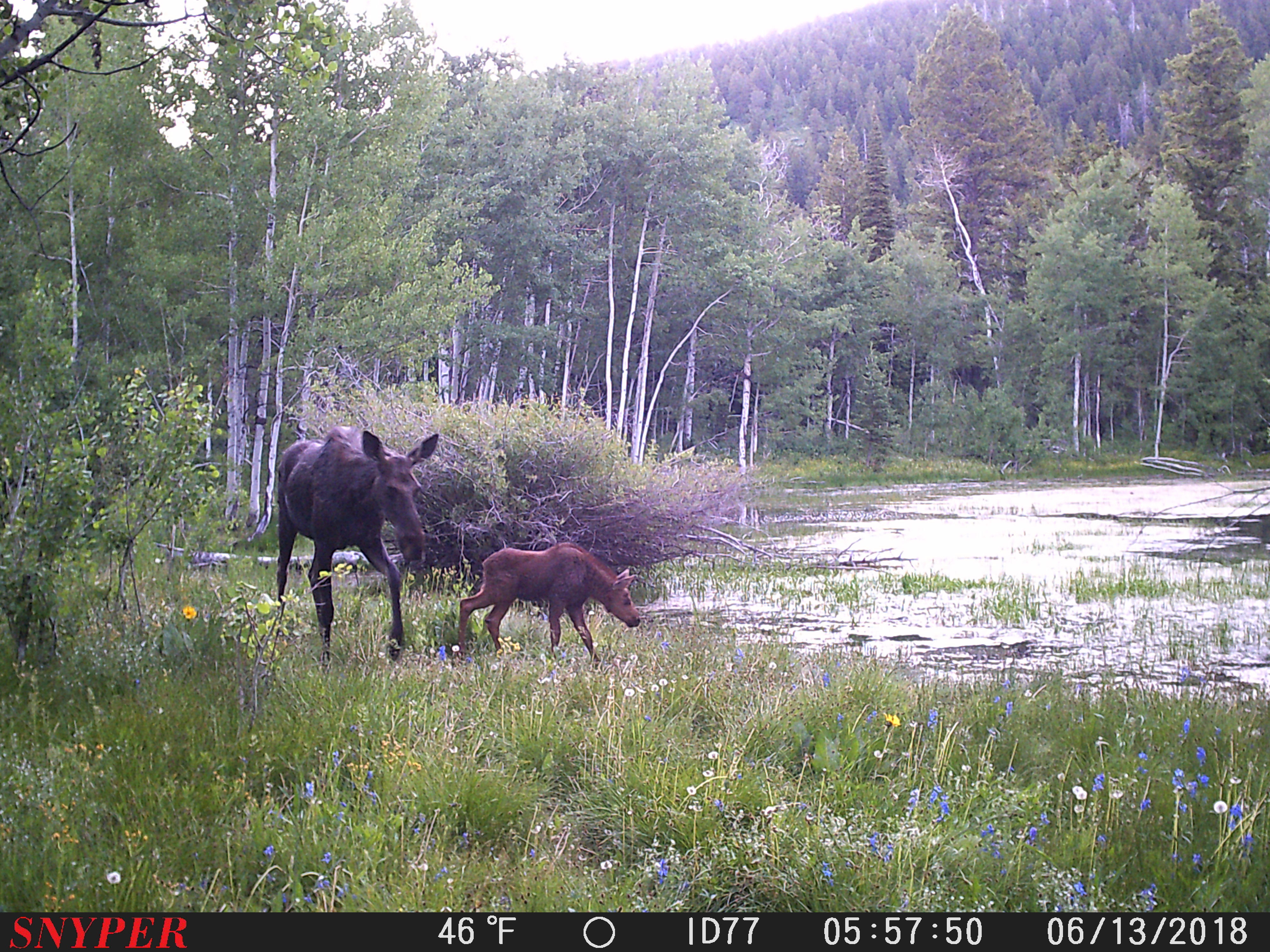 Trail Cam Tuesday