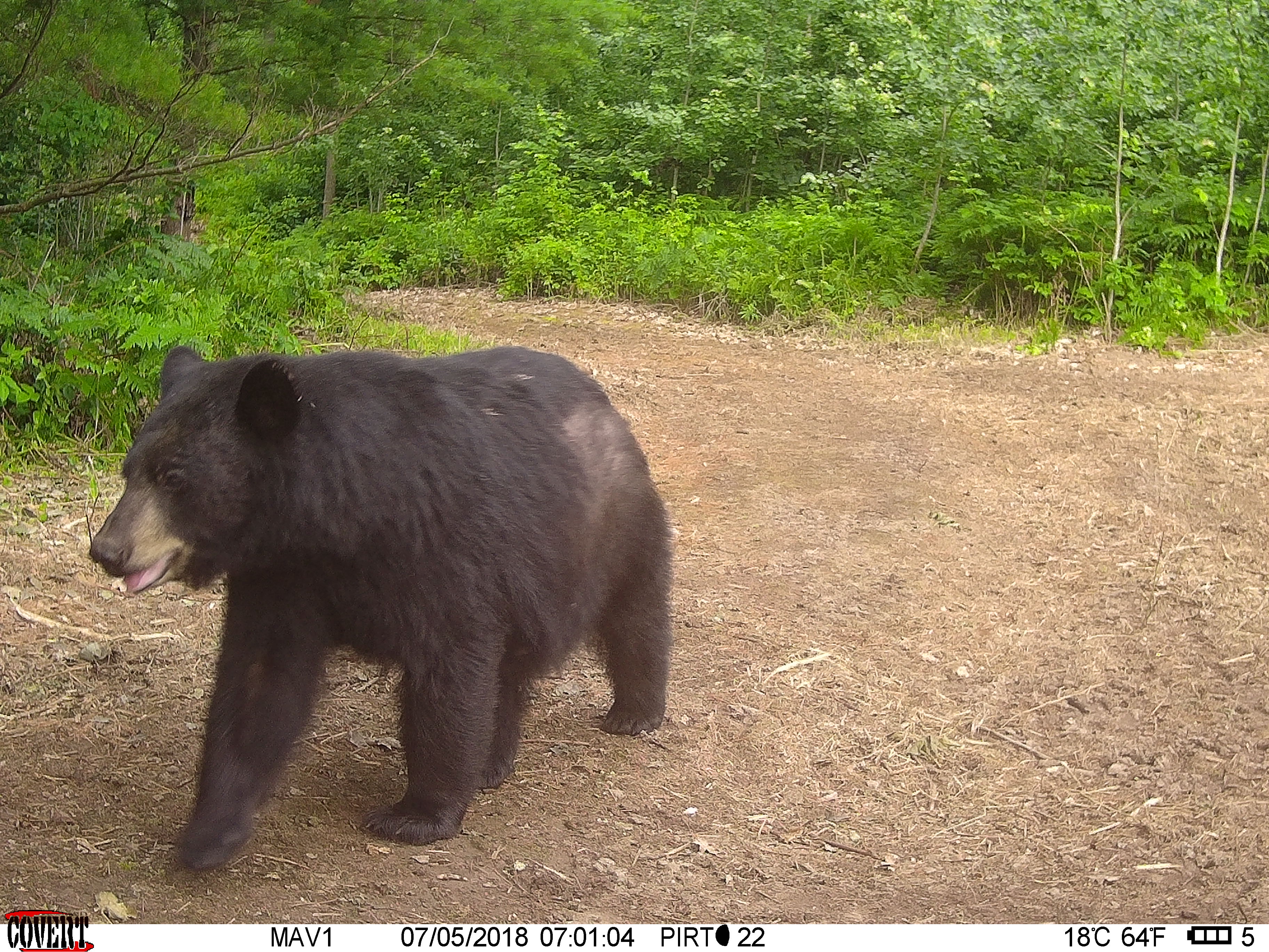 Trail Cam Tuesday