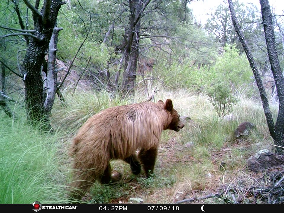 Trail Cam Tuesday