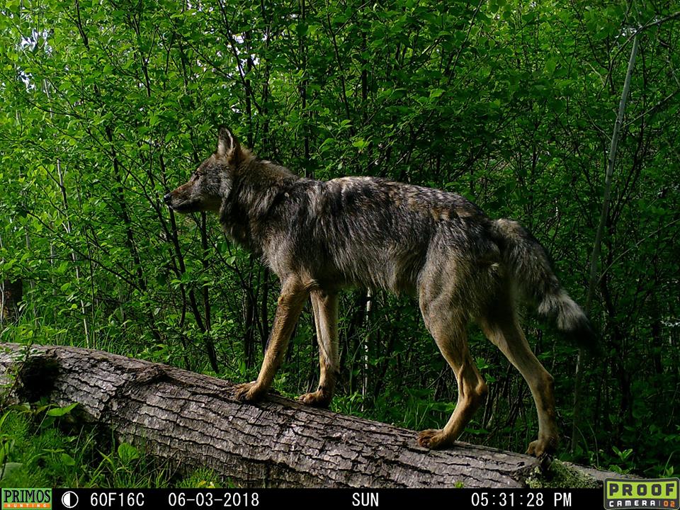 Trail Cam Tuesday