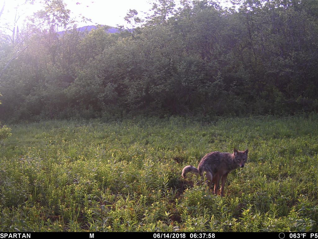 Trail Cam Tuesday