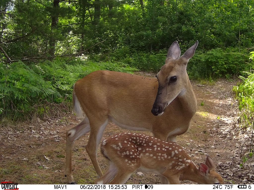 Trail Cam Tuesday