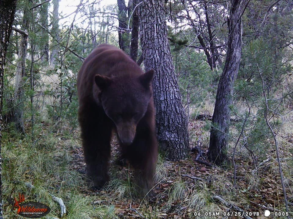 Trail Cam Tuesday