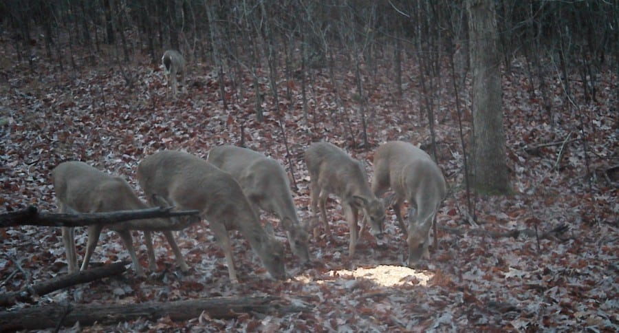 Georgia Deer Baiting law