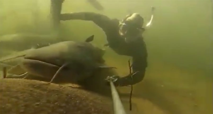 catfish