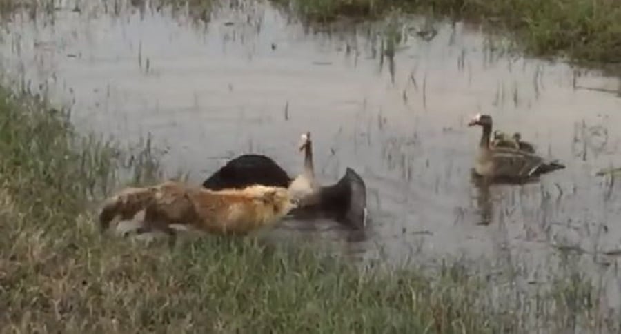 Fox vs Goose