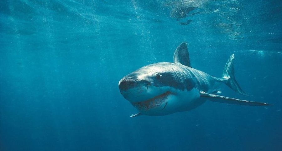 Shark Attacks