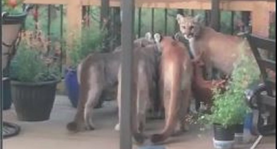Four Mountain Lions
