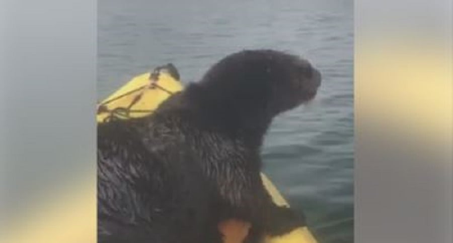 Kayak Otter