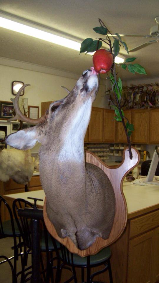 Whitetail Mounts