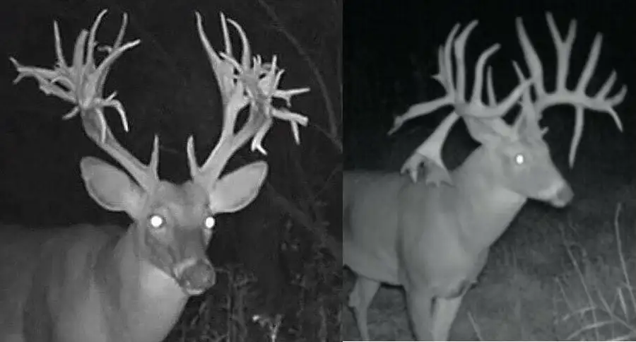 Big Bucks Caught on Trail Camera