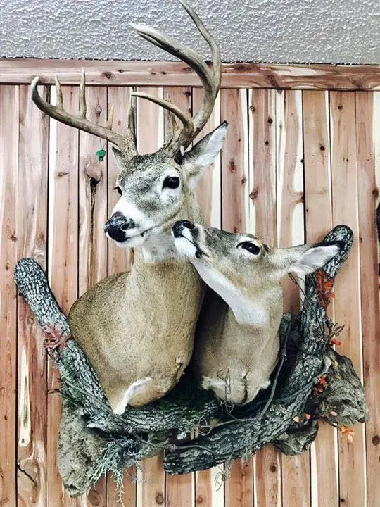 Whitetail Mounts