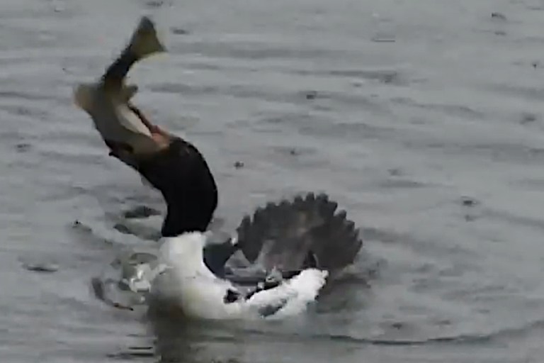 Largemouth Bass Makes Duckling Disappear in an Instant Wide Open Spaces