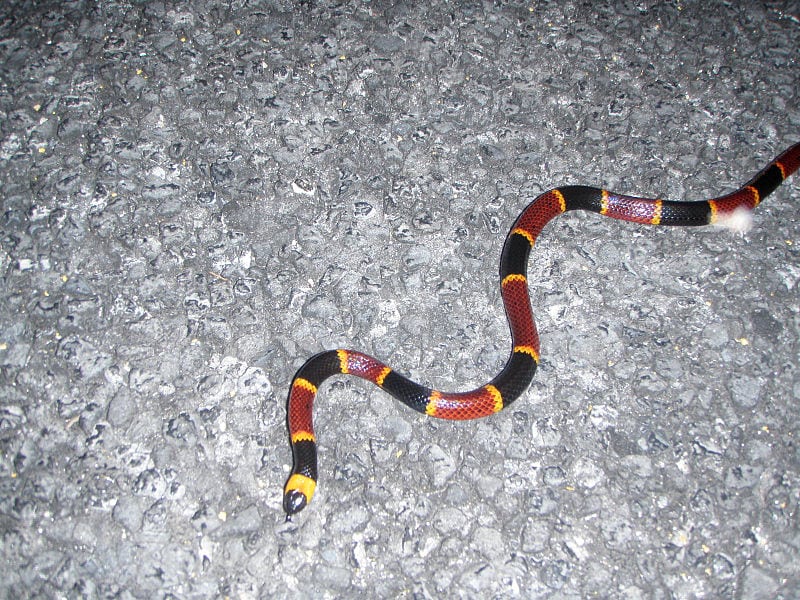 Snake ID