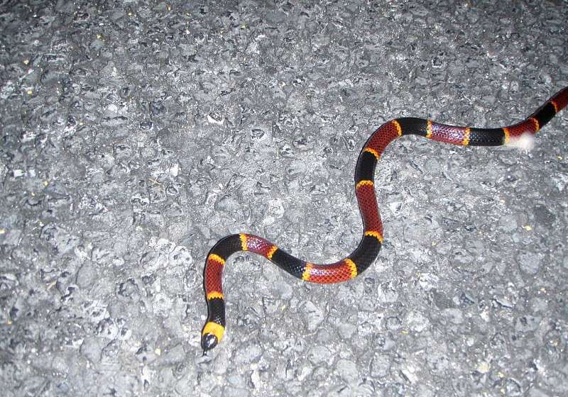 Snake ID
