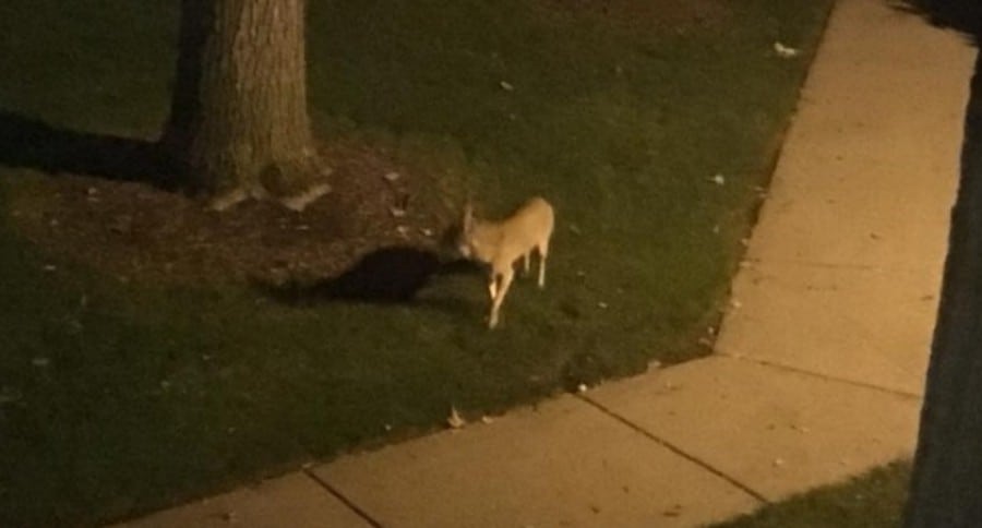 Coyote Attacking Deer