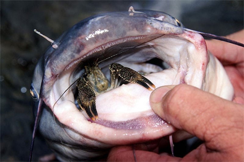 10 things that eat crawfish
