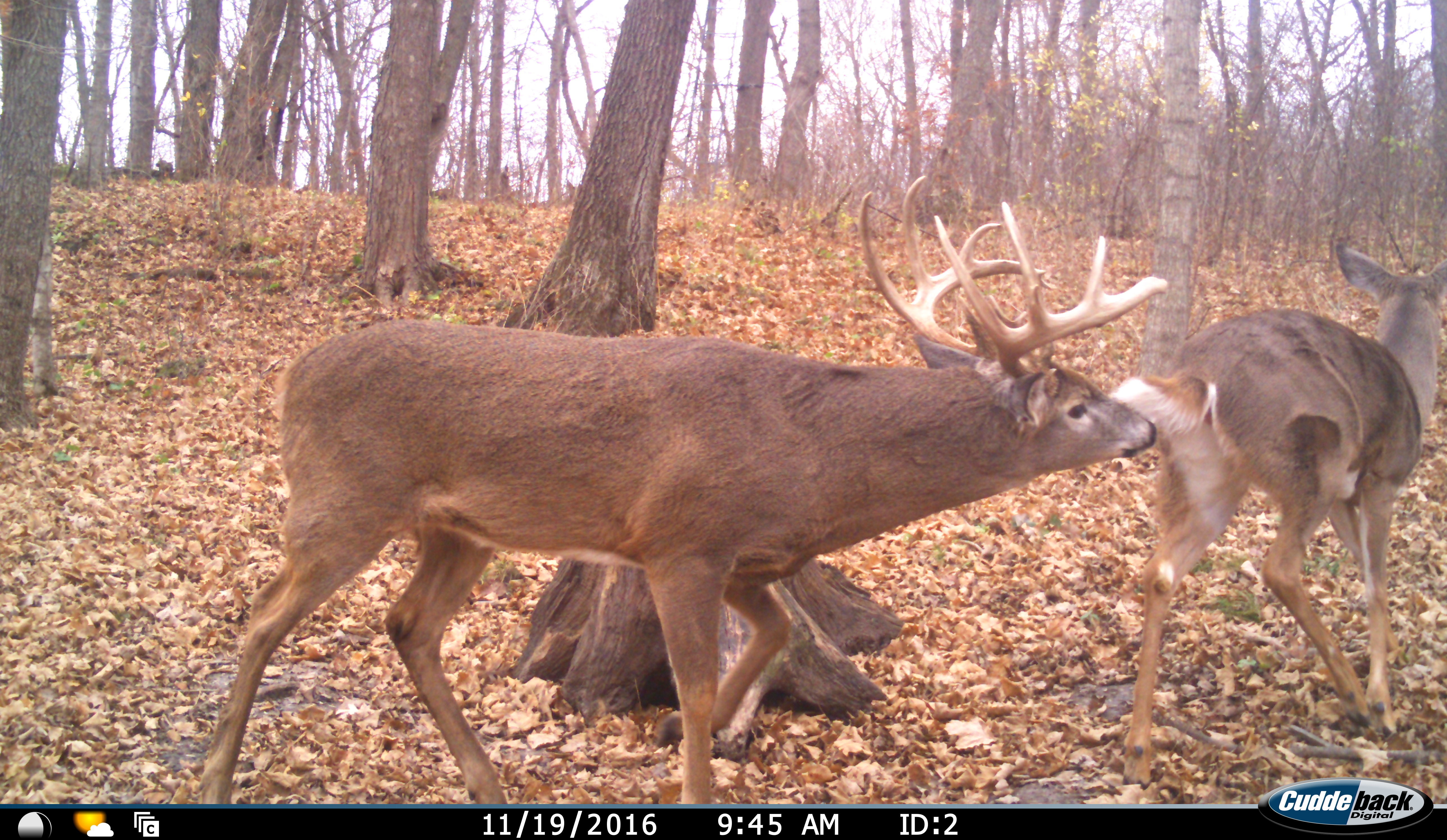 Cuddeback Cuddelink Images