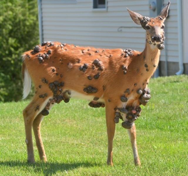 Deer Deformities