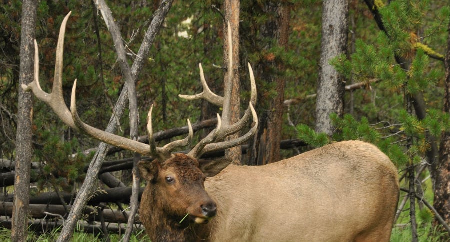 Elk Hunt
