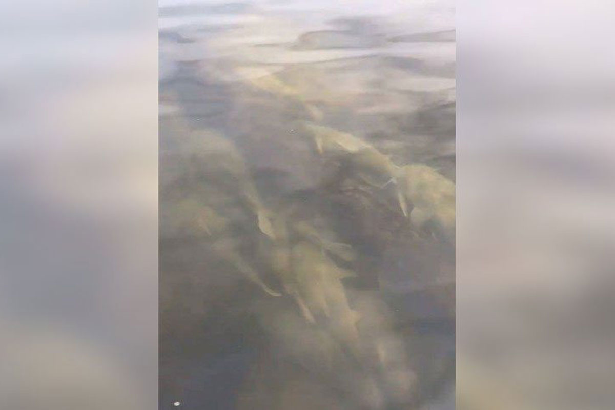 flathead