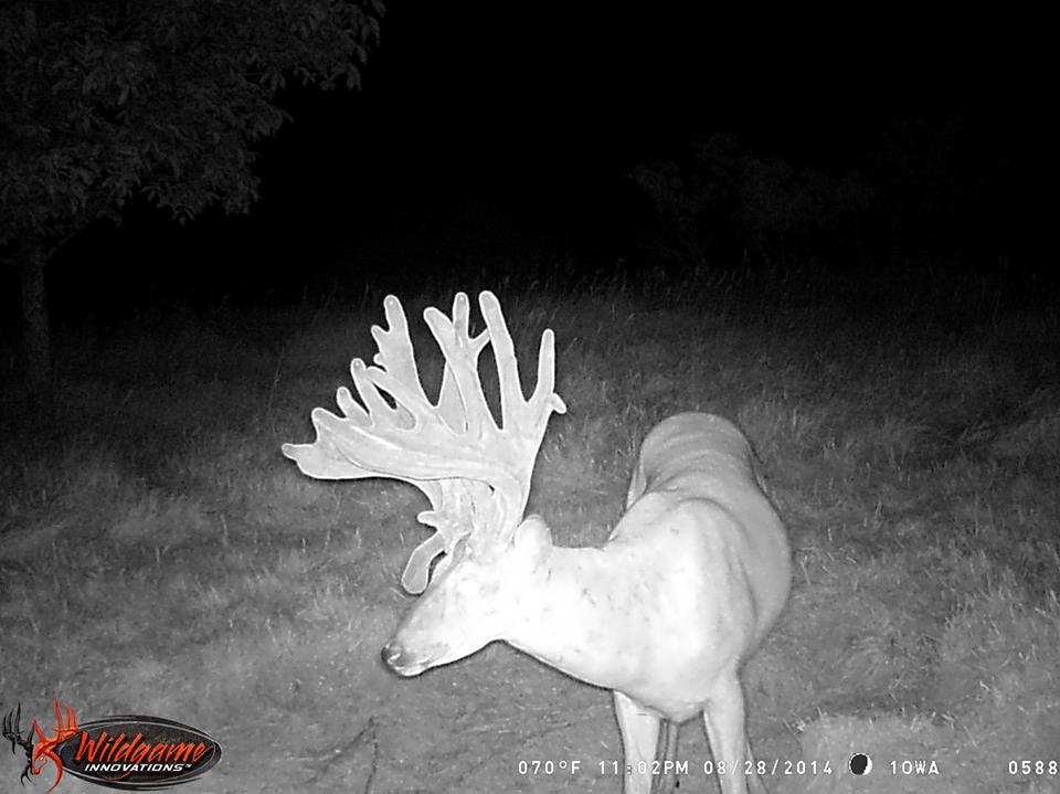 Big Bucks Caught on Trail Camera