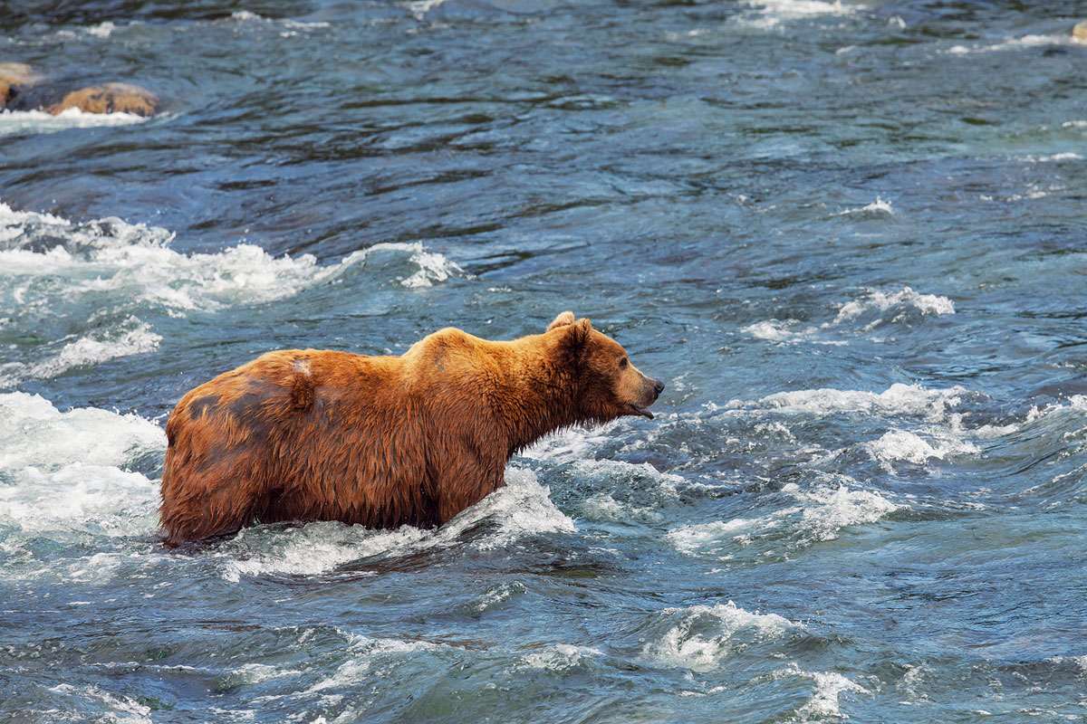 grizzly