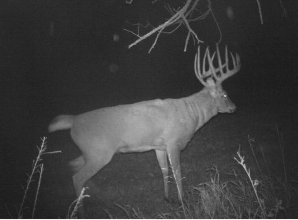 Big Bucks Caught on Trail Camera