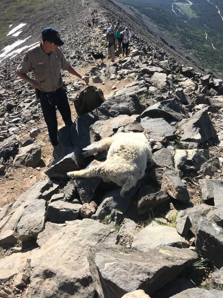 Mountain Goat