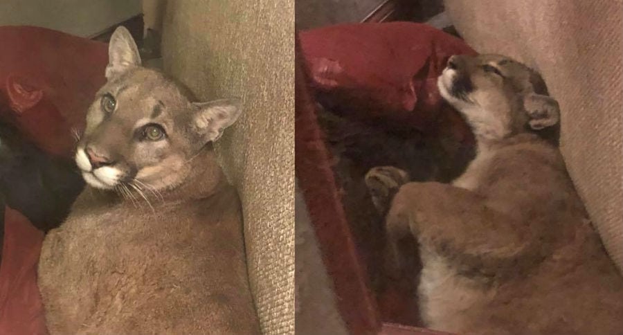 Mountain Lion