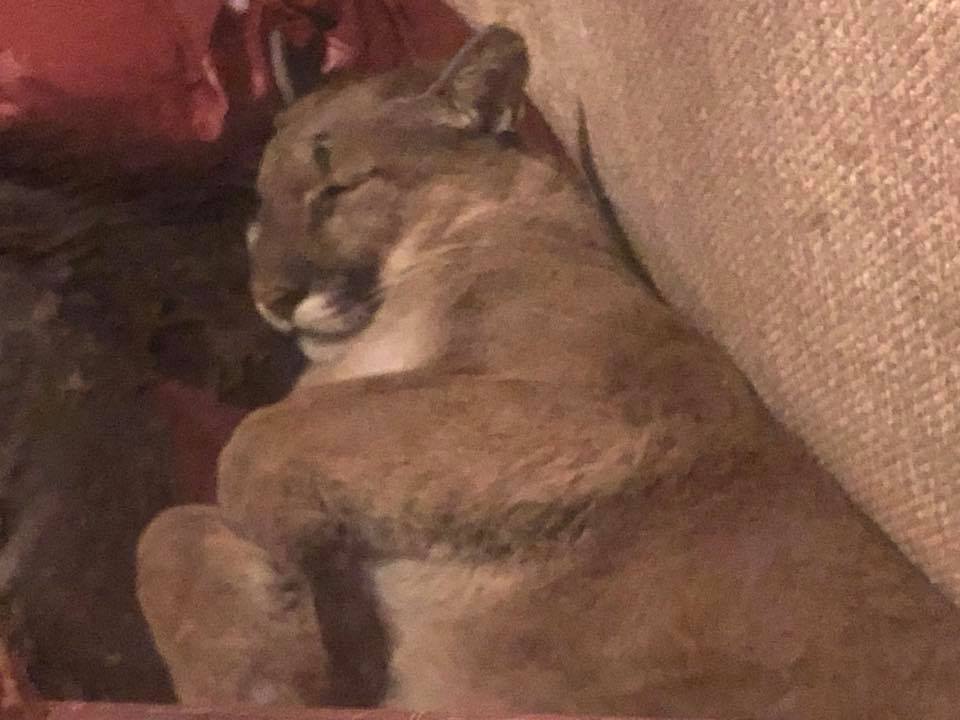 Mountain Lion