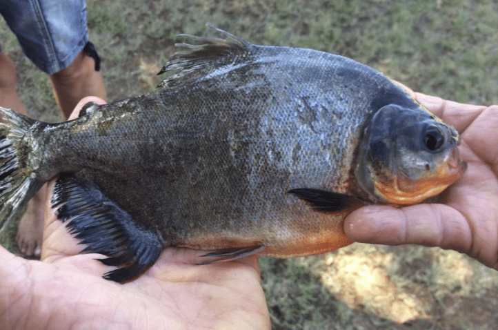 piranha