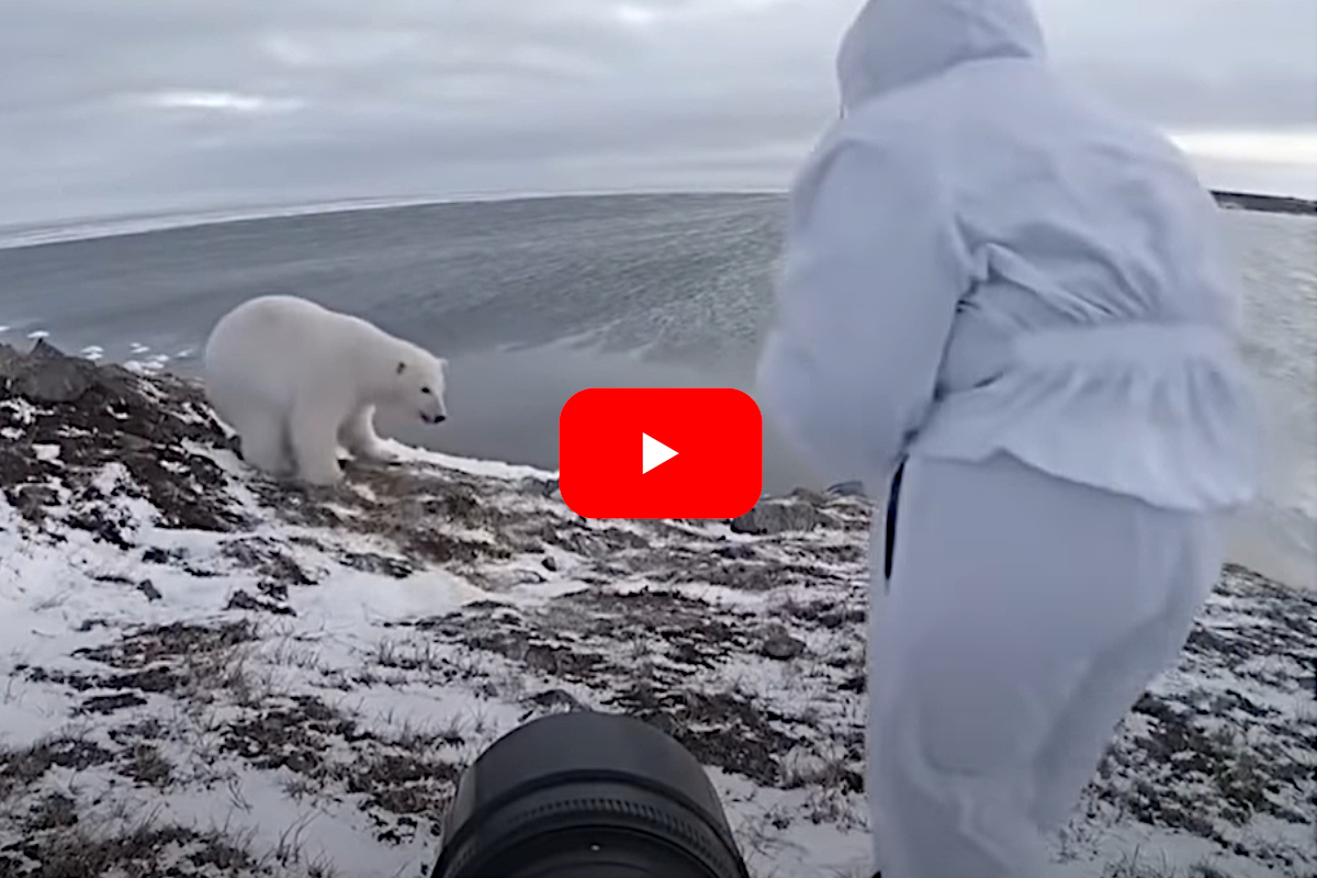Polar Bear