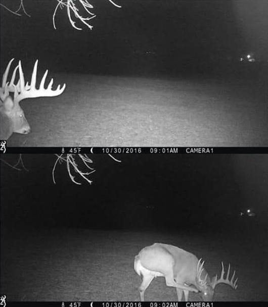 Big Bucks Caught on Trail Camera