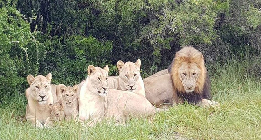 Lions Eat Poachers