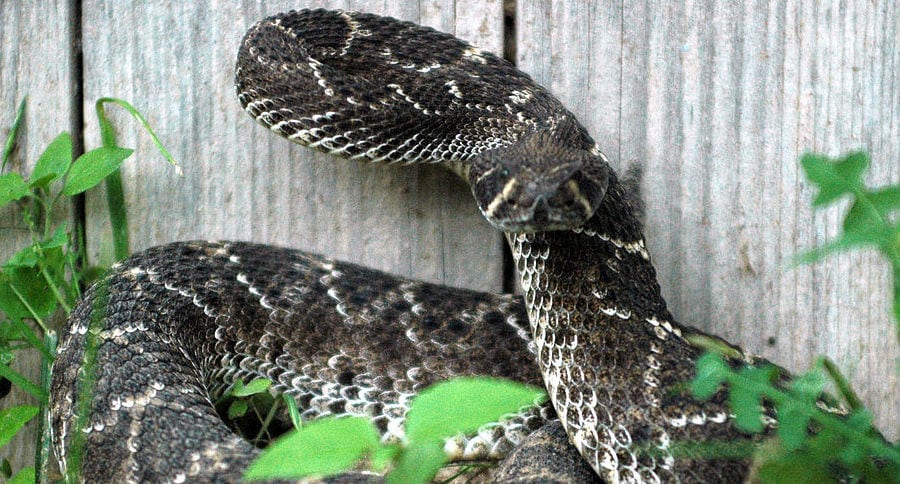 Rattlesnake