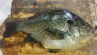 Illinois Record Sunfish