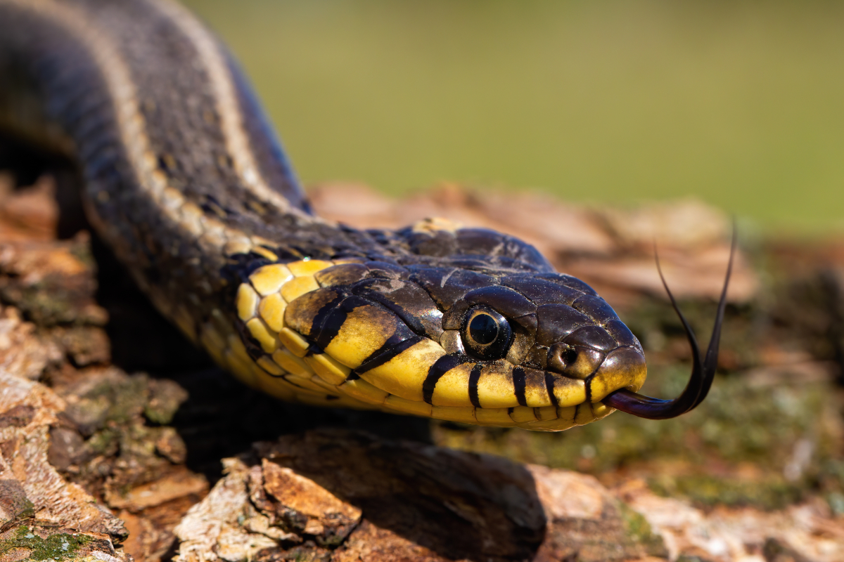 Snake ID