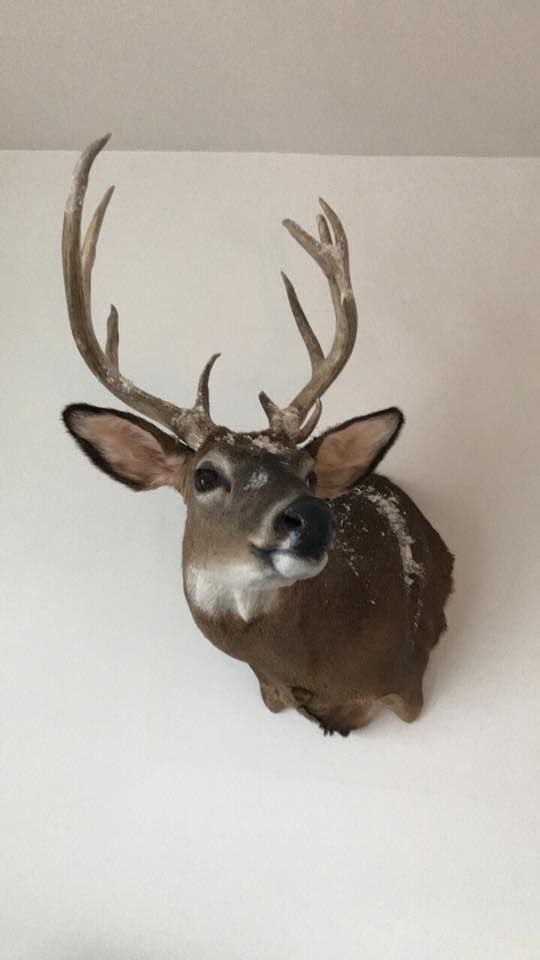 Whitetail Mount