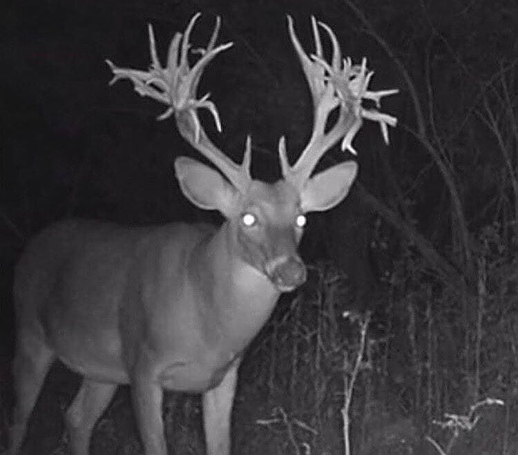 Big Bucks Caught on Trail Camera