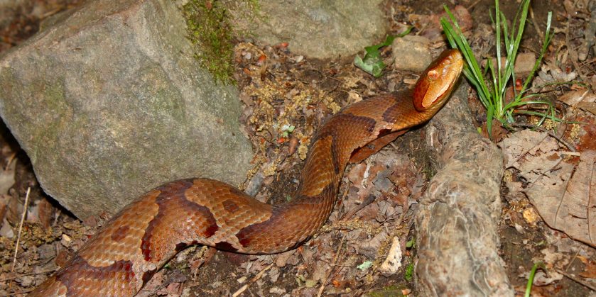 Venomous Snakes Ohio