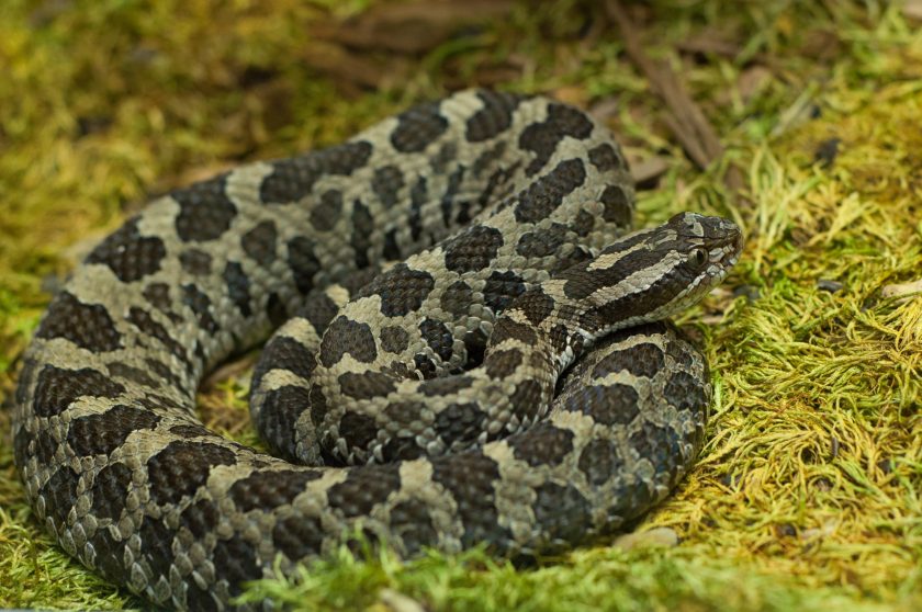Venomous Snakes Ohio